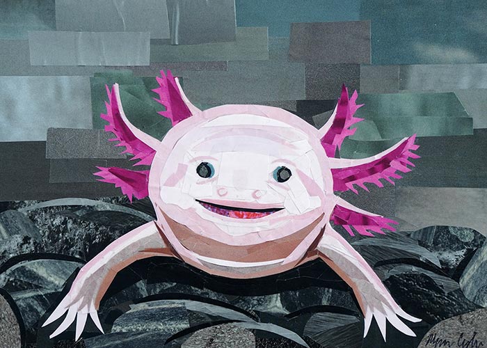 Axolotl collage by Megan Coyle